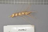 Click for 1 image(s) for this accession. Spike